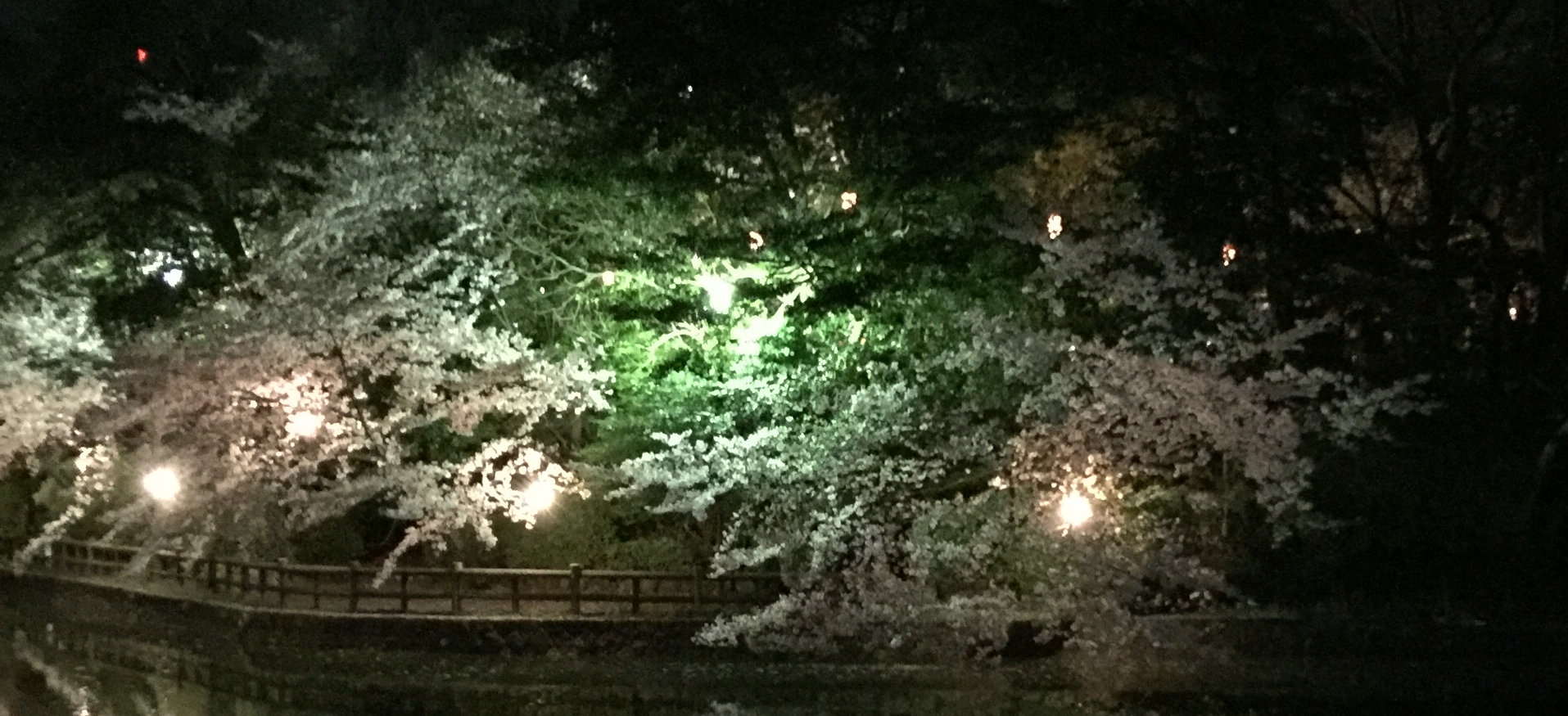 夜の亀城公園